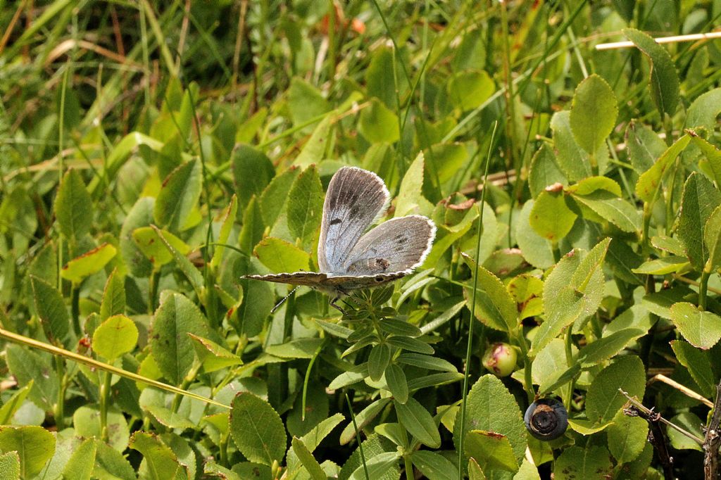 Maculinea arion? S